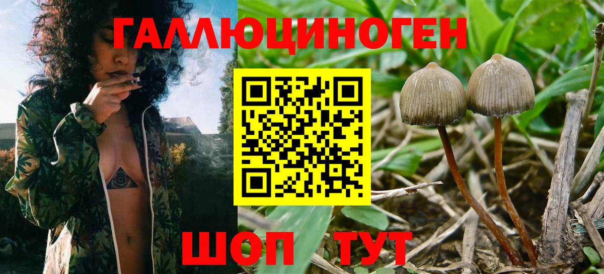 Псилоцибиновые грибы Cubensis Дубна